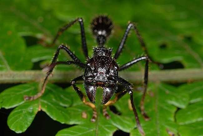 Муравей-пуля