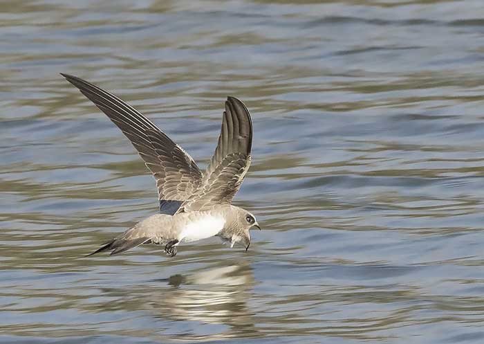 Альпийский Стриж