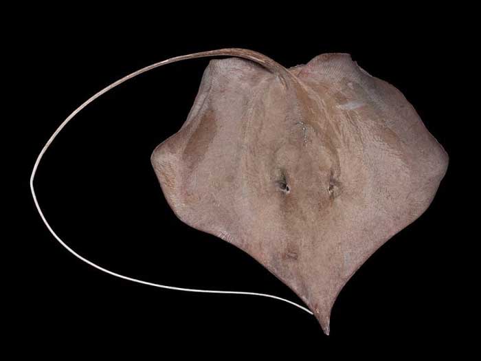 Остроносый Скат (Dasyatis geijskesi)