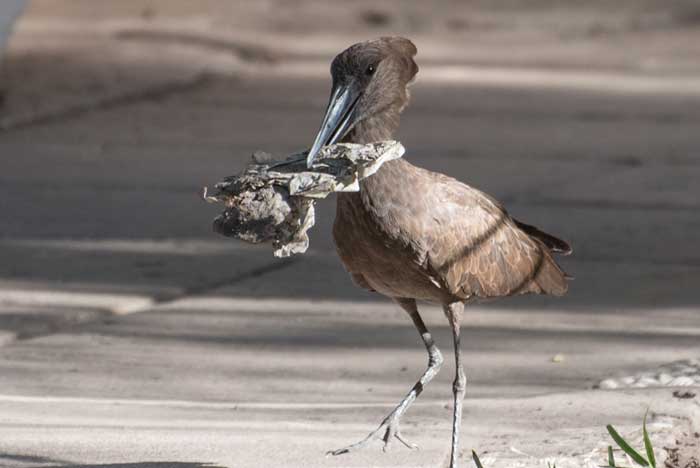 Молотоглав