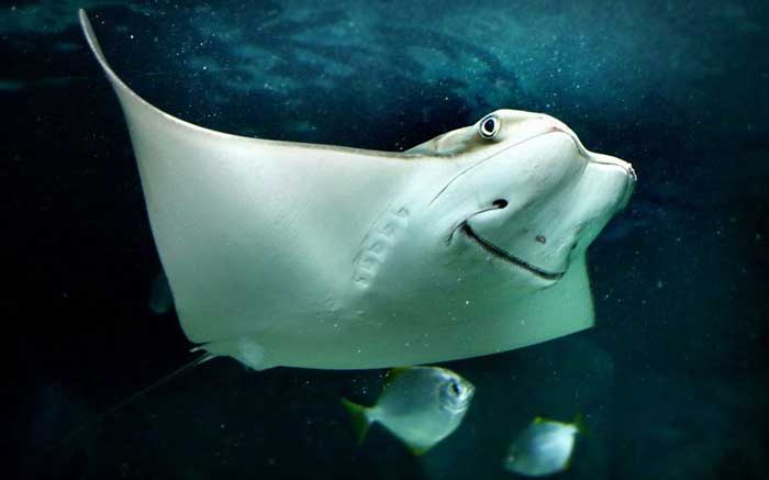 Восточноамериканский бычерыл