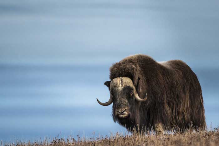 Мускусный бык (овцебык)