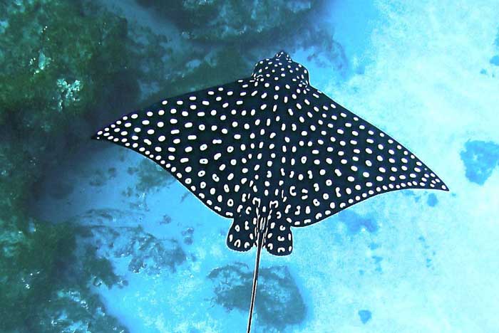 Пятнистый орляк