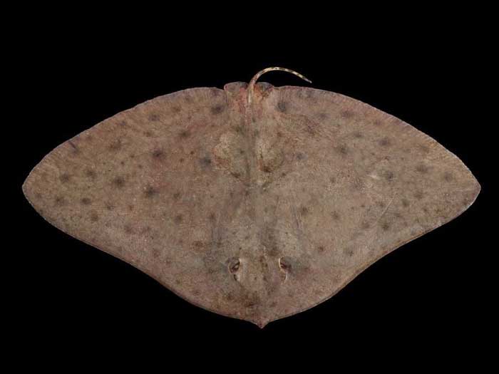 Скат-бабочка