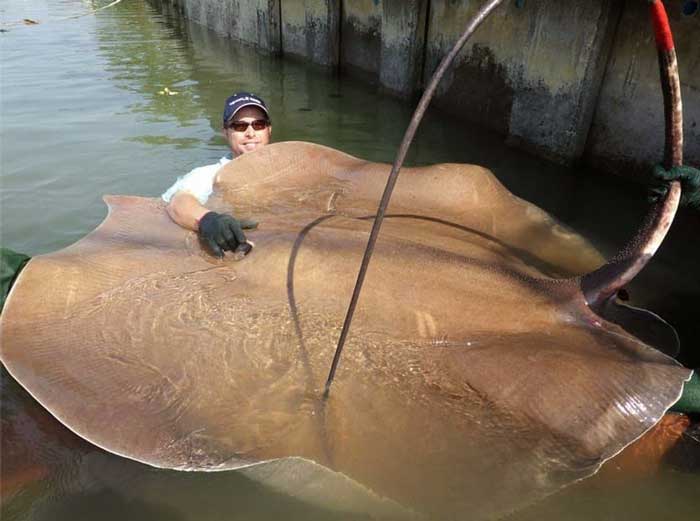 Гигантский пресноводный скат