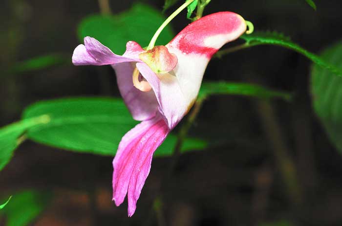 Impatiens Psittacina