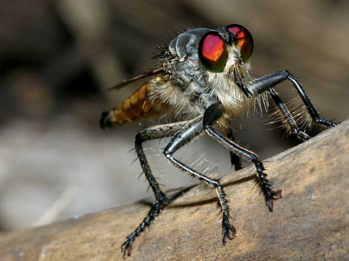Robber Flies