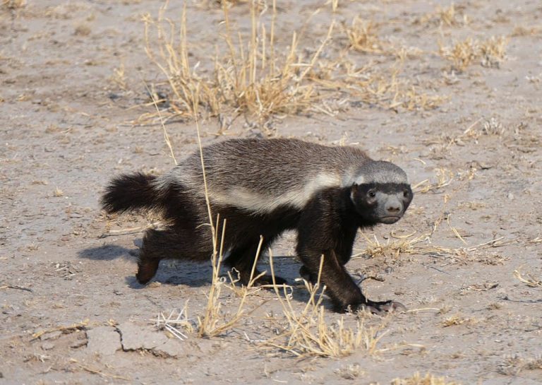 Honey Badger