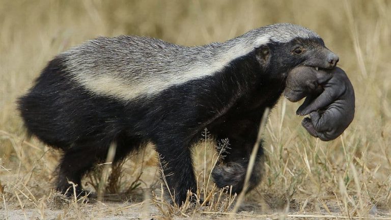 Honey Badger