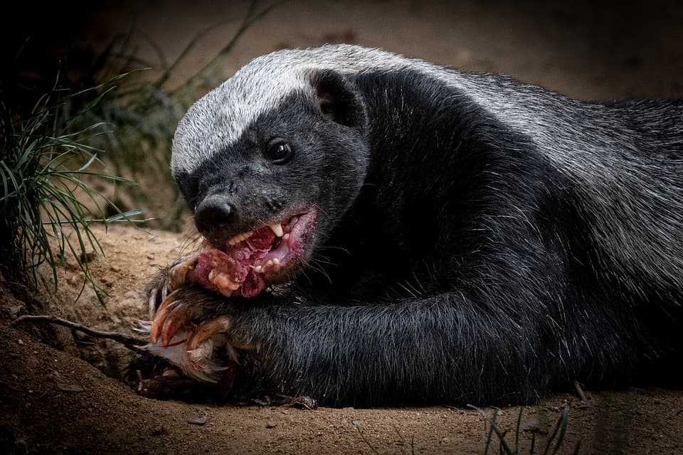 Honey Badger