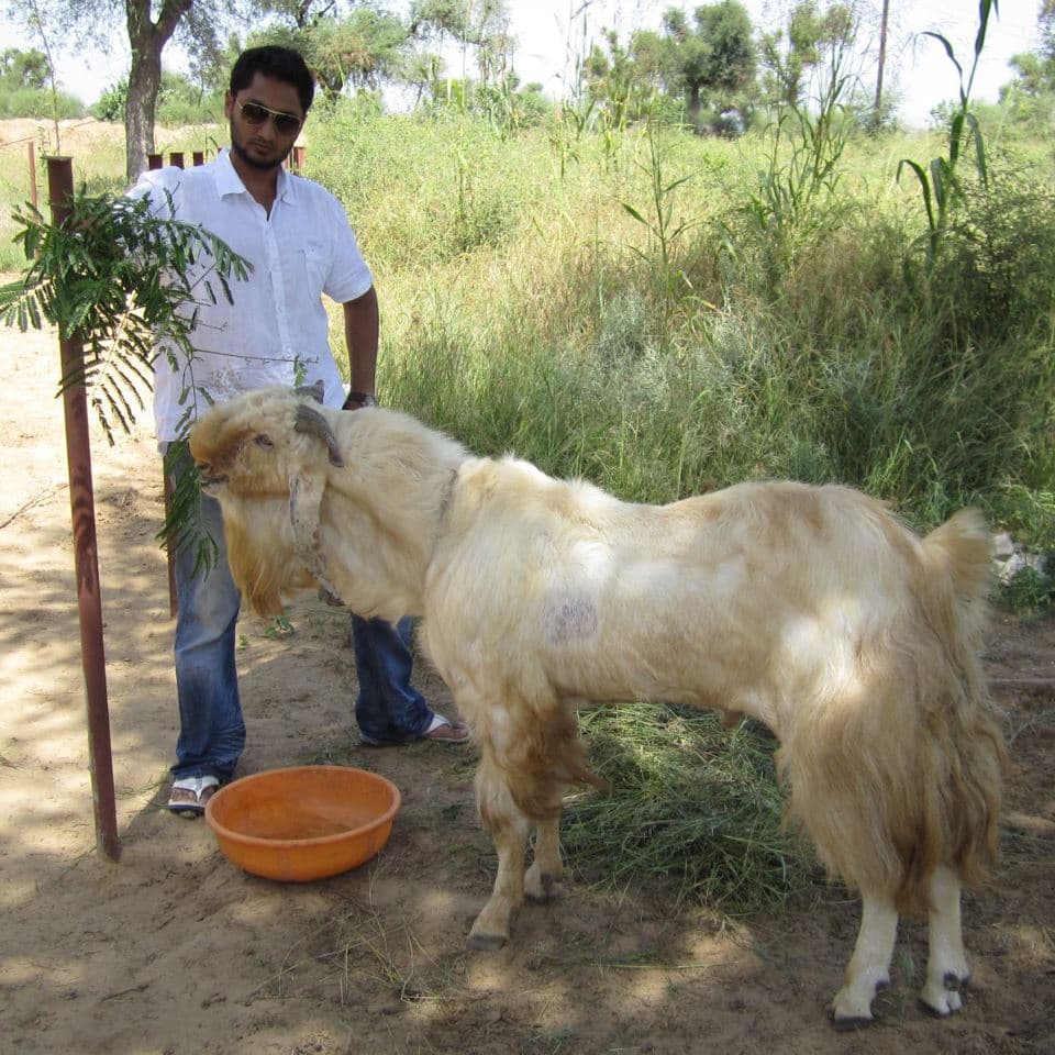 Козел Джамунапари